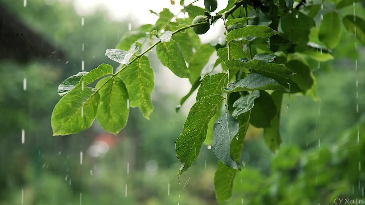 Healing Powers of the Rainforest Nature's Symphony for Stress Relief