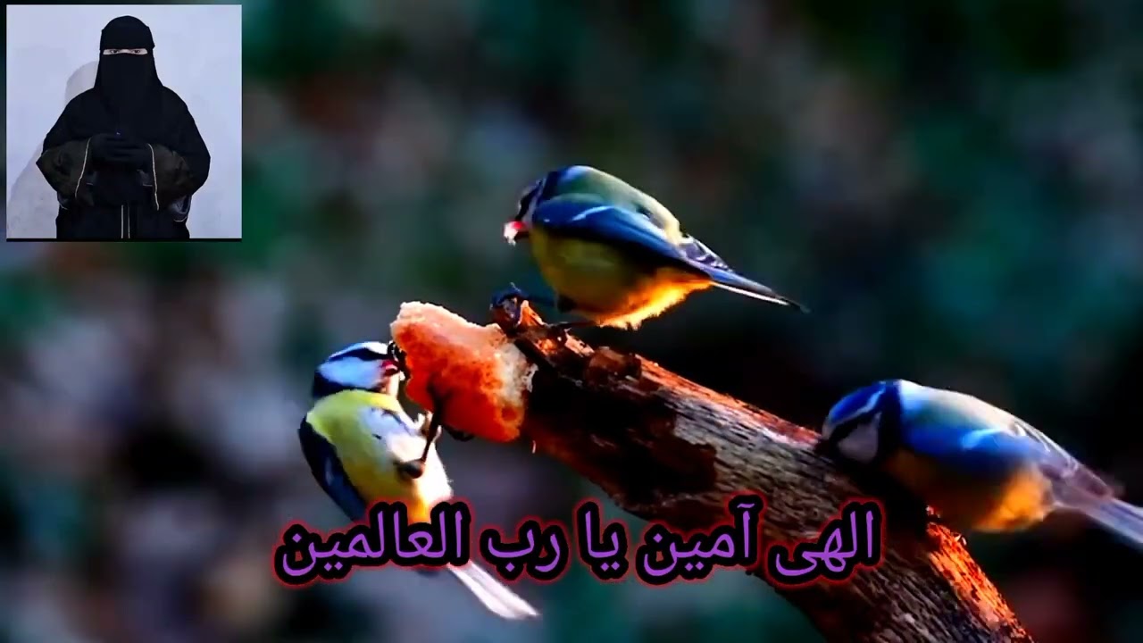+93786463991 واتساپ مااگر می‌خواهد فرزندان شما بصورت انلاین از موضوعات اسلامی آگاهی پیدا کند قرآن 