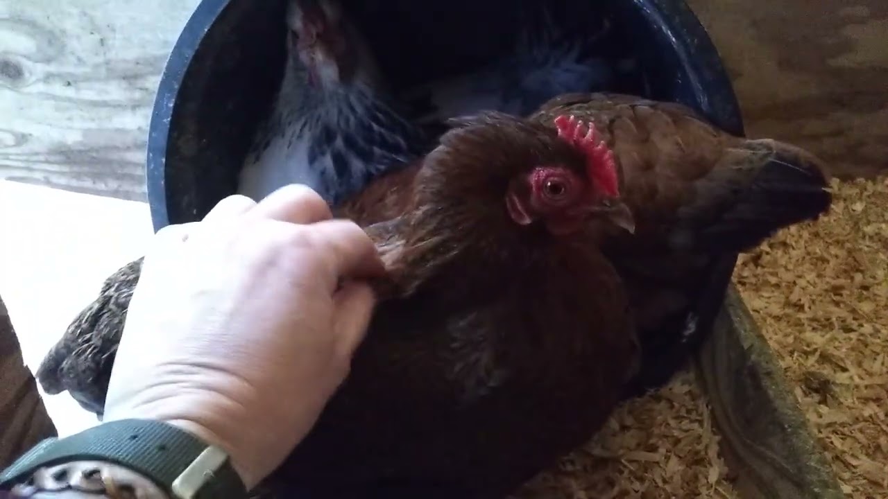 My most mellow (and unreliable) chicken