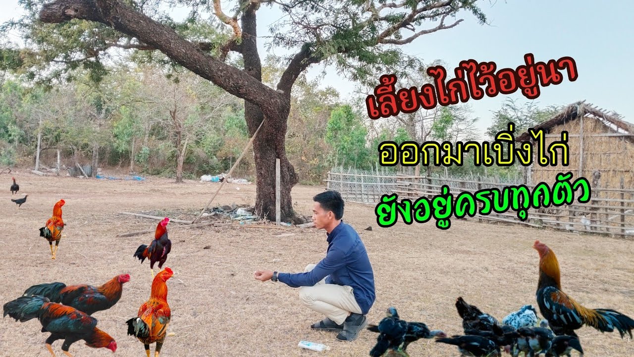 ไก่กำลังจะโตมีแต่ตัวงามๆ || เลื้ยงไก่ใว้อยู่นา