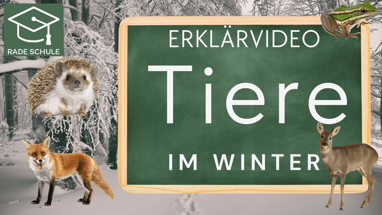 Tiere im Winter erklärt – Winterschlaf, Winterruhe & Helfen zu Hause
