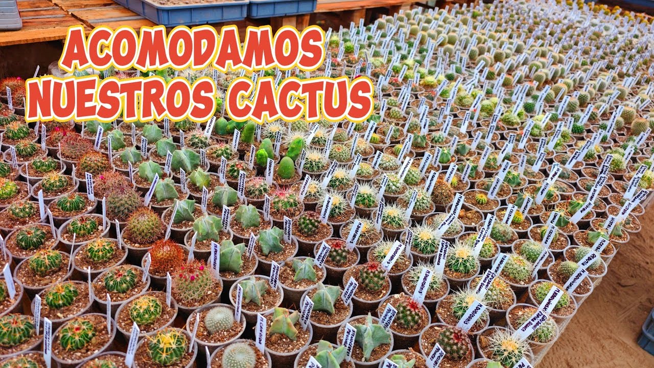 ACOMODAMOS nuestros cactus