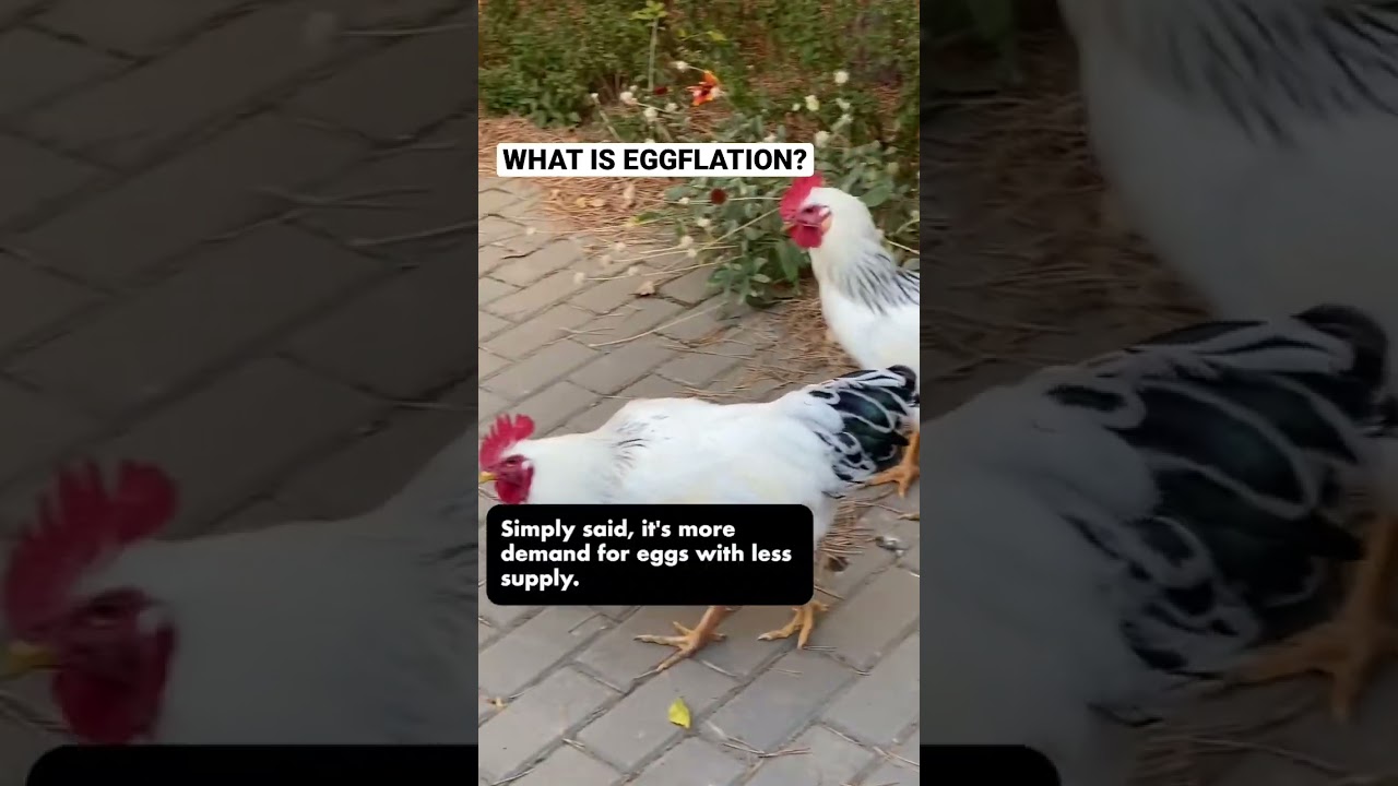 What is eggflation and why are egg prices rising?