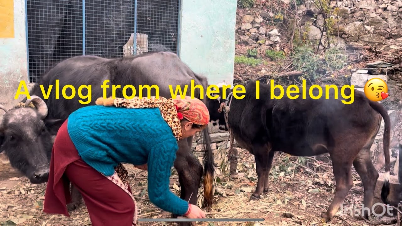And it’s just an intro बाकी सब कल #gaon #phadilifestyle #viral #vlog 
