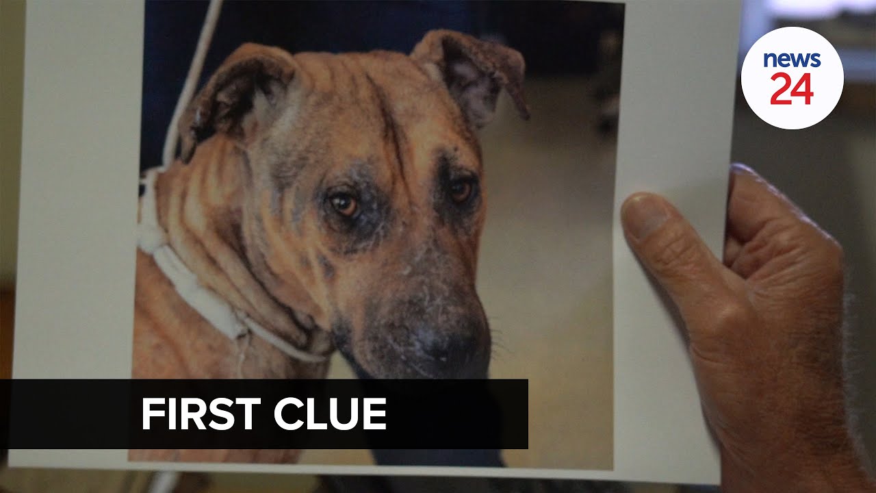 WATCH | CCTV footage leads authorities to first clue in 'serial cat killer' case