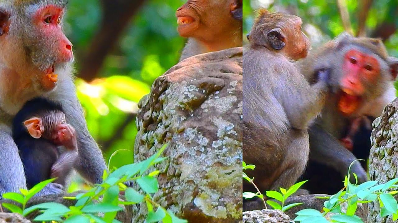 Wow! A Female Monkey, Jane Is An..gri..est With Lady Jinx & She Threated Her Child, Jessy...!