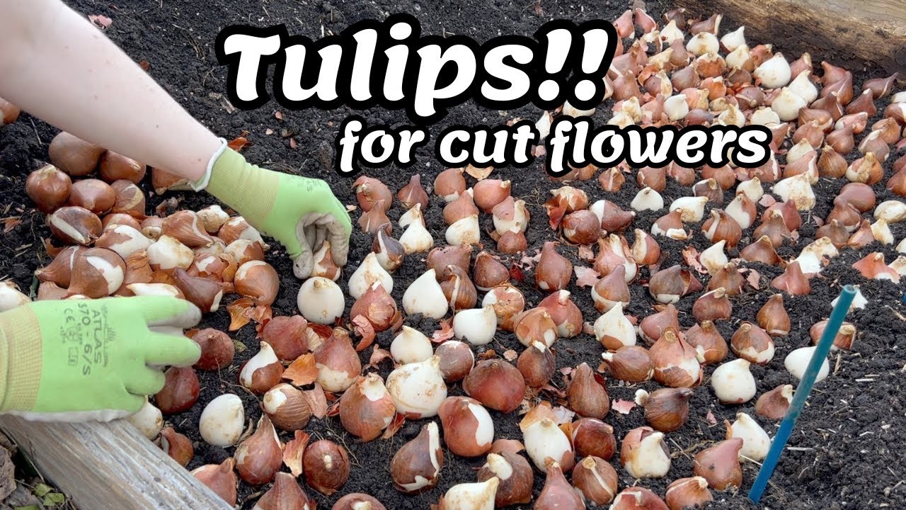 Planting Fall Tulips for 2026 Cut Flowers