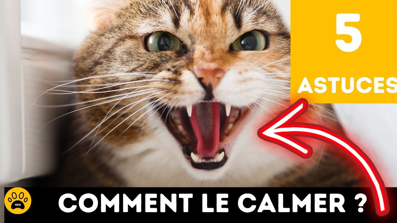 COMMENT CALMER UN CHATON HYPERACTIF OU UN CHAT AGRESSIF OU AGITÉ 👉 5 Vraies Astuces