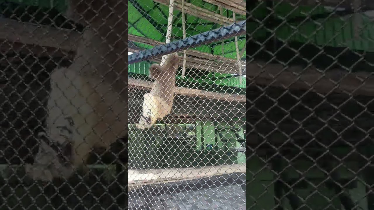 พาเที่ยวสวนสัตว์อยุธยา lion park #เพิ่มผู้ติดตาม 