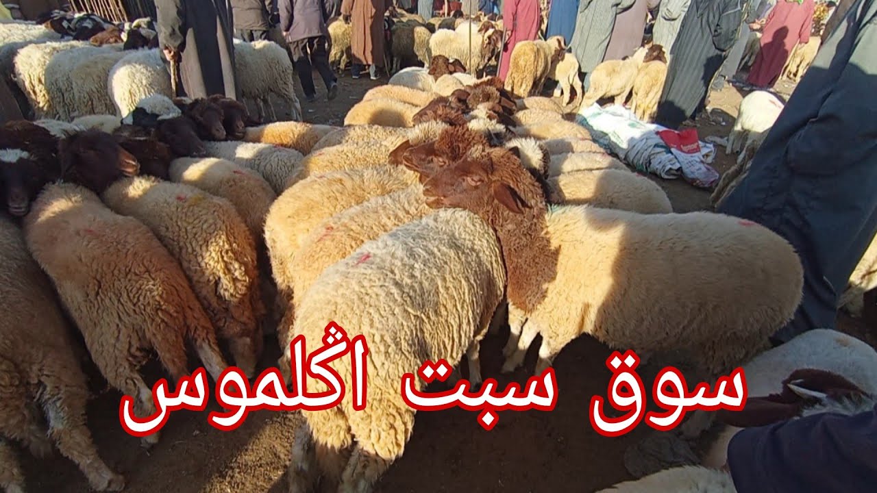 مباشرة من سوق سبت اݣلموس مع أثمنة الخروف البرݣي  وخروفة  30/12/2023