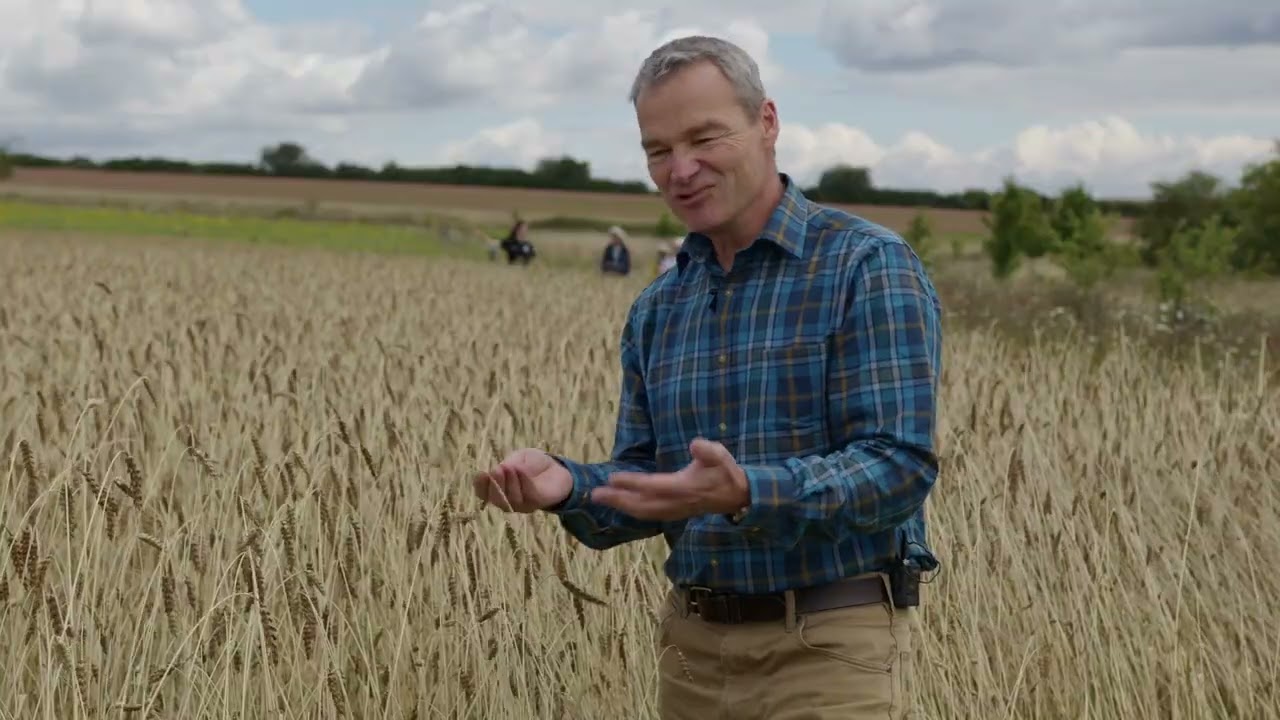 SHORT INTRODUCTION TO HERITAGE WHEAT