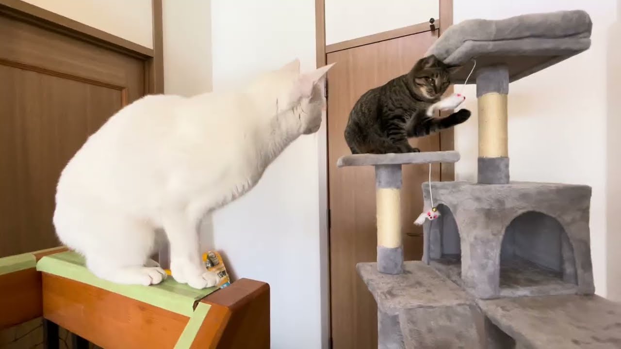 Our cats explore their new cat tree