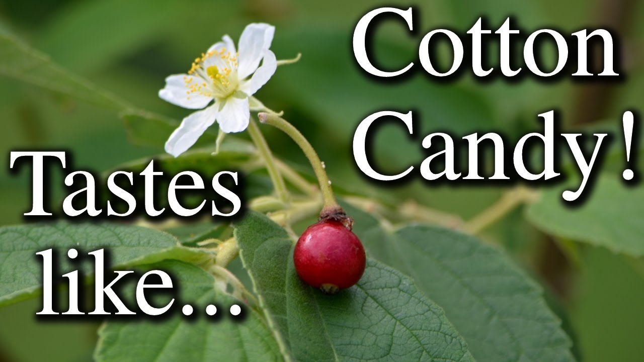 Panama Berry - Tastes Like Cotton Candy (Muntingia)