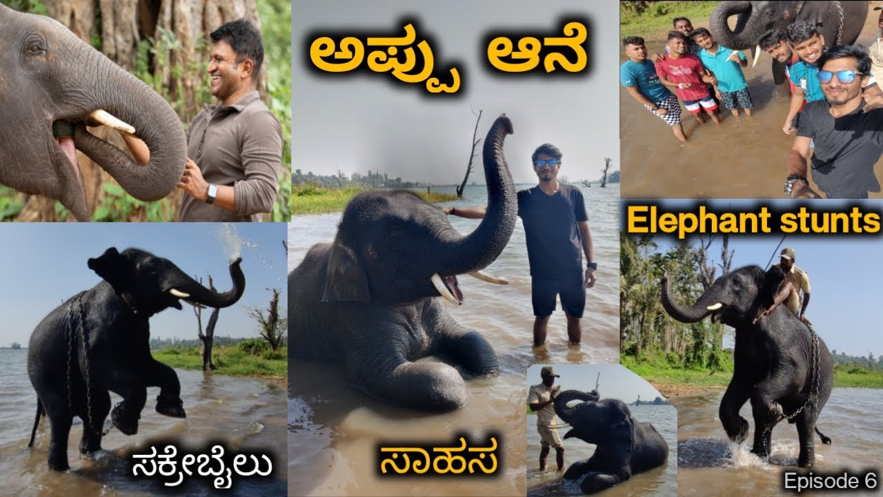 ಅಪ್ಪು ಆನೆ | ಸಾಹಸ | Appu elephant stunts | Sakrebailu | Episode 6 #shimoga #sakrebailu #kannada