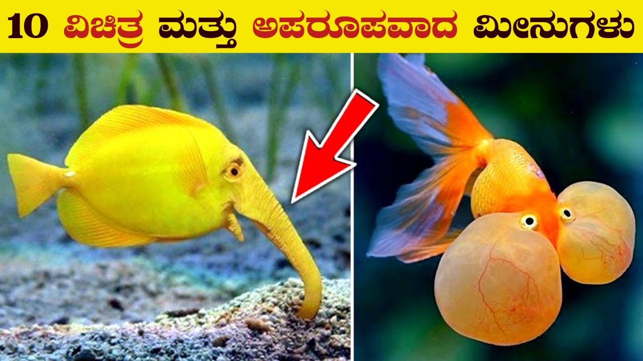 Top 10 Unique and Rare Fishes in the World | Unknown FActs | beautiful and Cute Fish | VIsmayaVani