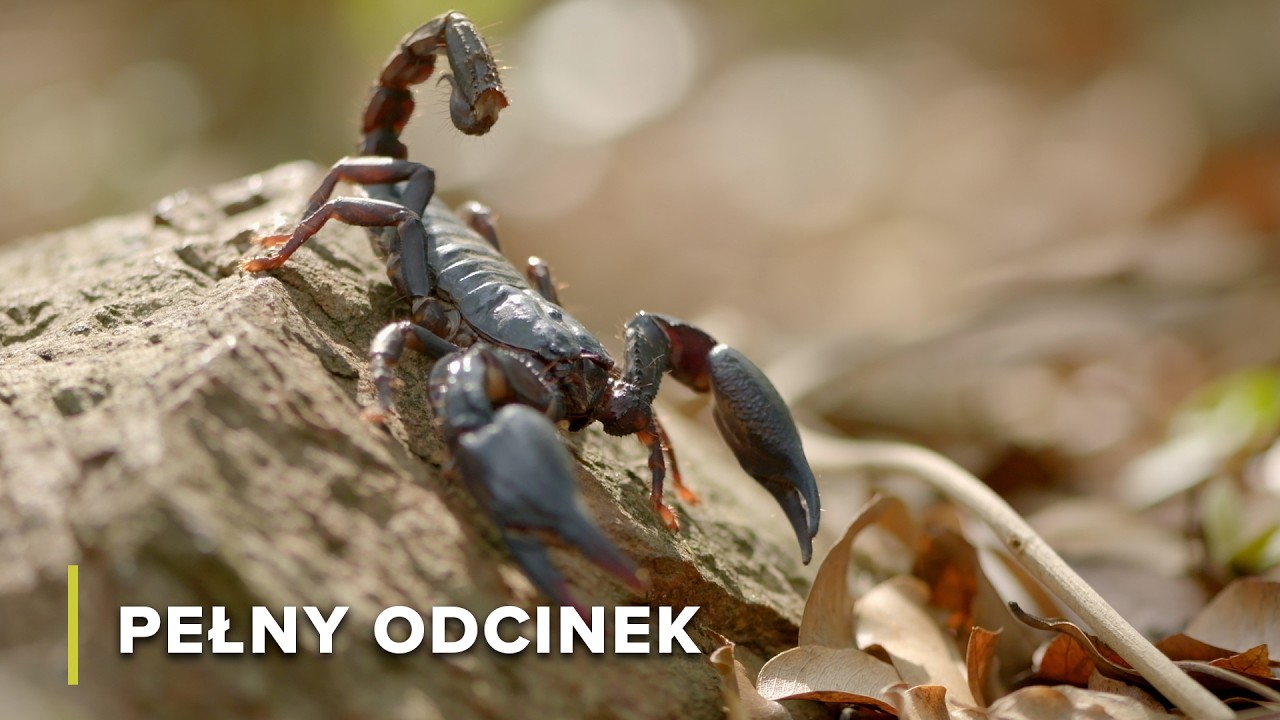 Życie i Niebezpieczeństwa Wzdłuż Rzeki Mekong | Tajemnice Rzeki Mekong 106