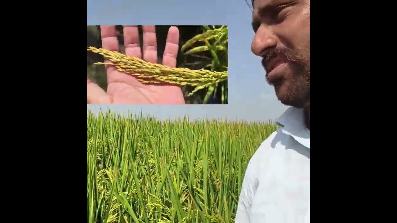 28p67 ਤੇ 7501 ਦੇ ਦਾਣਿਆਂ ਦੀ ਗਿਣਤੀ ਕਿਹੜੀ ਹੈ ਸਭ ਤੋਂ ਵਧੀਆ। ਹੋਰ ਹੈ ਕੋਈ ਤਾ ਦੱਸਣਾ 
