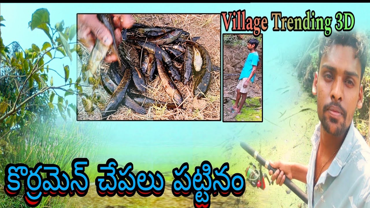చేపల వీడియో|అన్ని రకాల చేపలు|fish Hunting|korramenu fishing |burraka fish || fish catching 