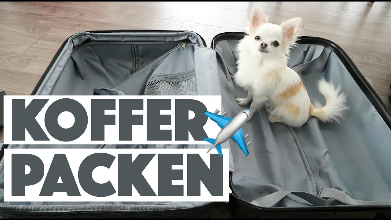 KOFFER PACKEN + HANDGEPÄCK & TASCHE FÜR CHIHUAHUA TINKERBELL | Was packe ich in meinen Koffer?