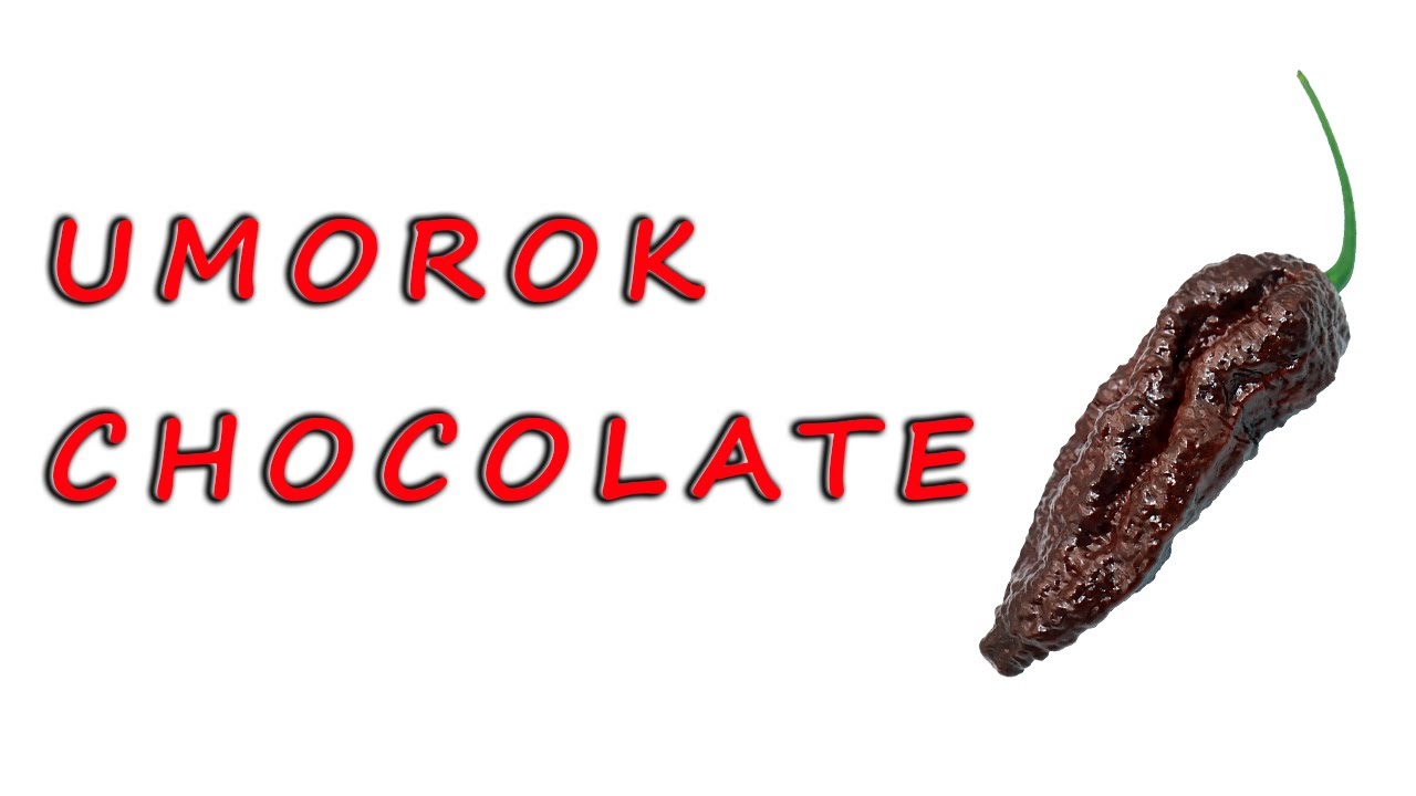 Umorok Chocolate - opis i recenzja papryki - chili-jemy | Ogromna Naga Jolokia!