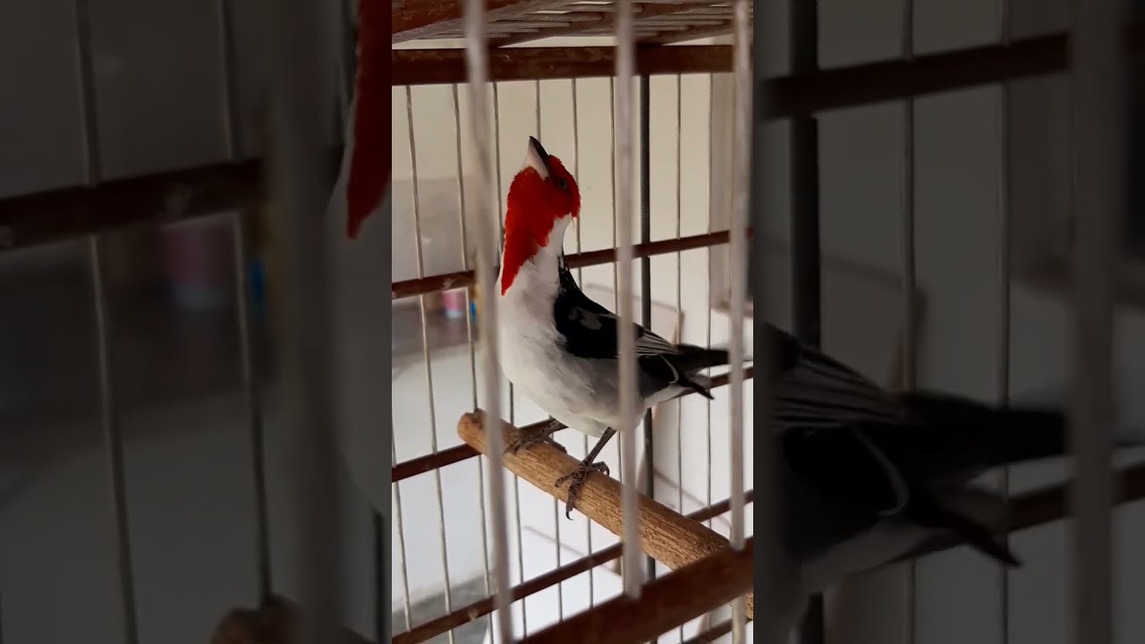 galo de Campina n&atilde;o quer cantar como fazer cantar no canal dicas e manejos