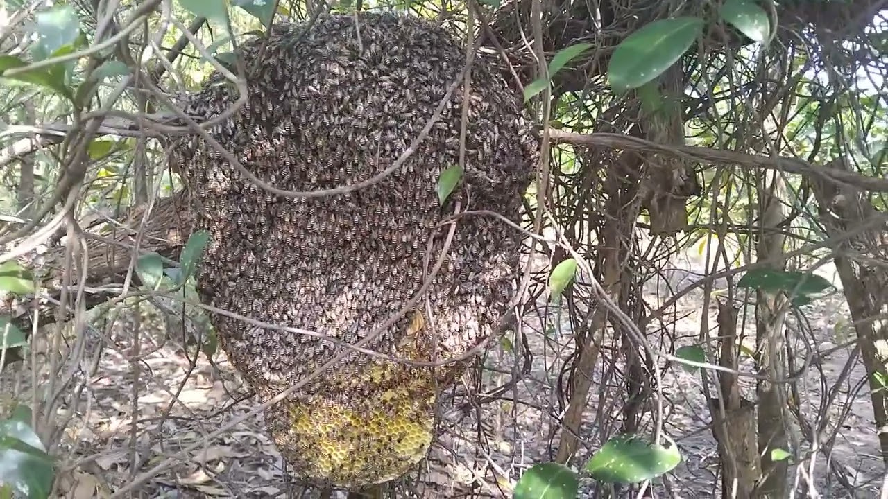 Rin bán ong mât nguyên chât. 2026.sô điên thại. 0374395306