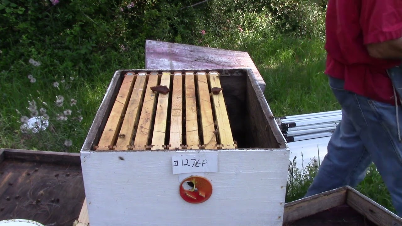 Why I think the bees were taking the larvae and eggs out of the hive..............MVI 0808 # 127 EF