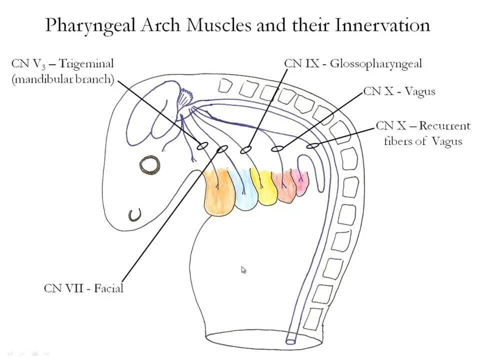 Medical Embryology - Development of the Pharyngeal Arches