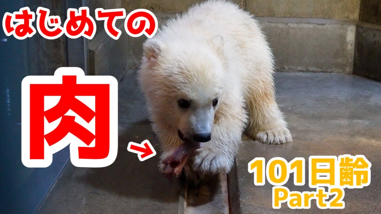 はじめてお肉を食べました！【101日齢②】Polar Bear Baby Growth Record(Day 101 Part2)