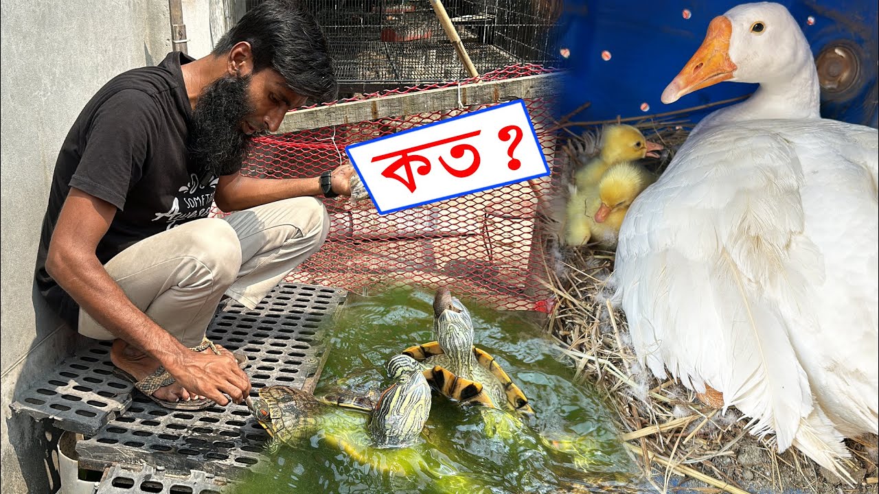রাজহাঁসের বাচ্চা বিক্রি করে কত টাকা পেলাম || Bird's Canvas