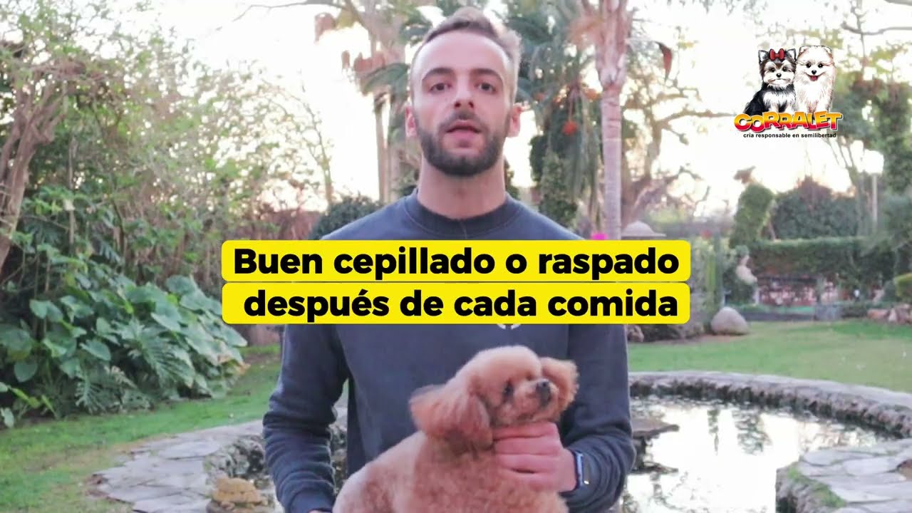 Sarro en perros, &iexcl;TRATAMIENTO NATURAL!