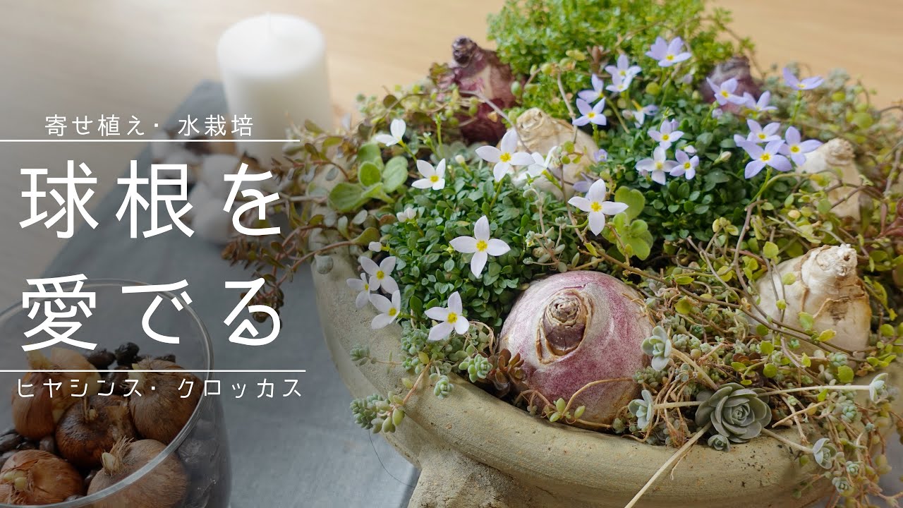 【ヒヤシンス】丸い球根を楽しむ、野原のような寄せ植えを作ってみた【クロッカス】
