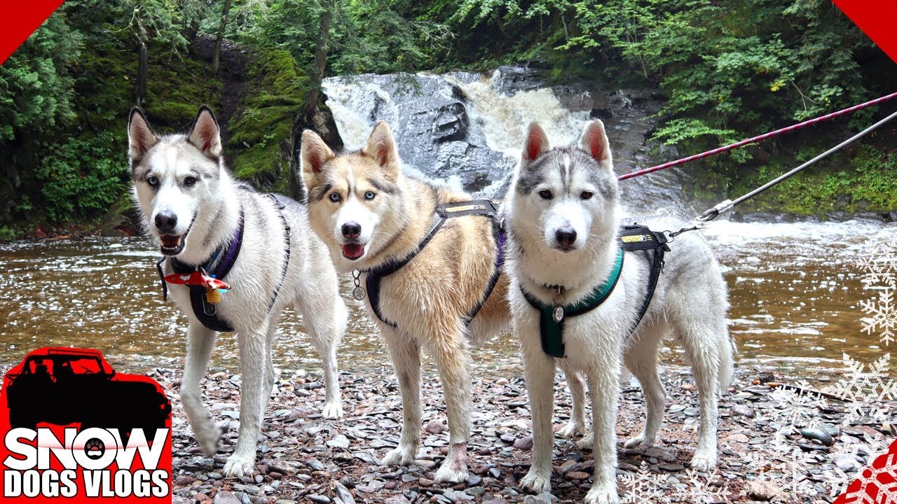 Huskies Fording a River on a Crazy Hike