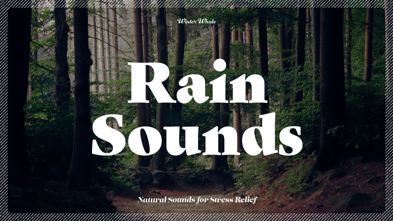 Rain Falling on the Leaves of the Forest | 자연의 소리, 빗소리