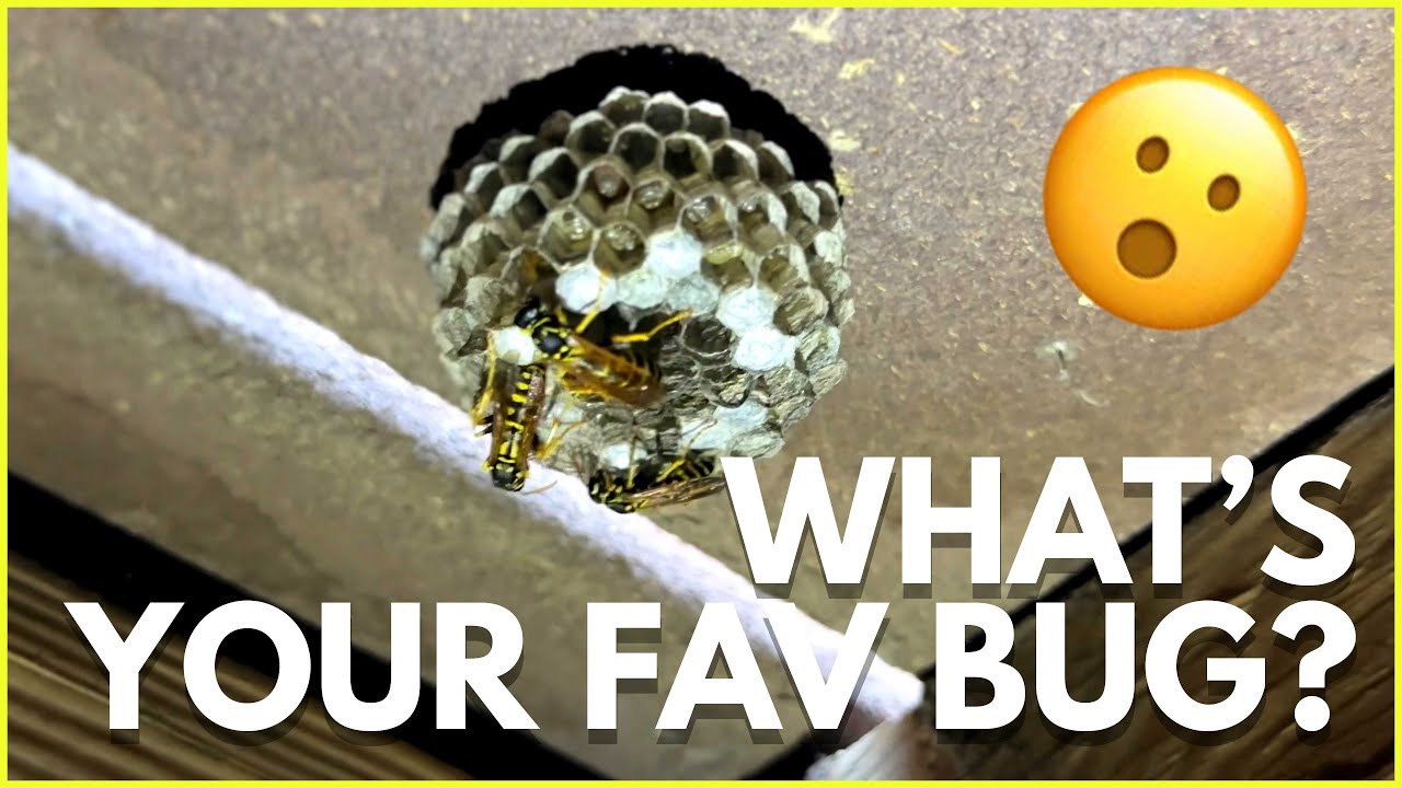What's Your Favorite Bug?