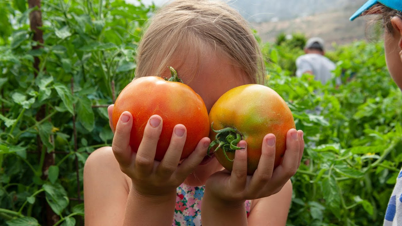 Pagali, Amorgos - Organic farming & gastronomy