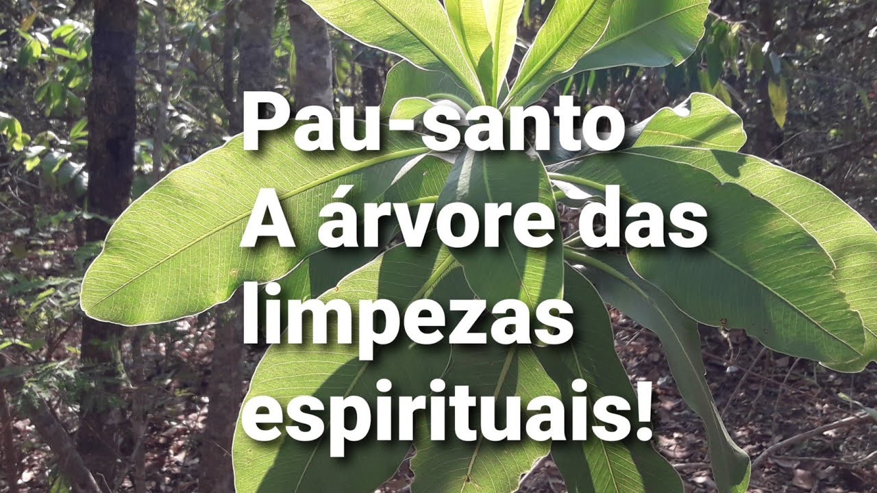 Pau-santo! Uma planta que poder&aacute; mudar sua sorte!