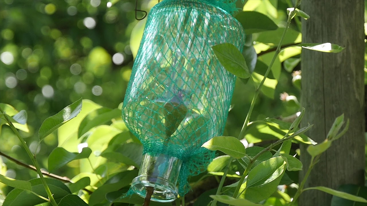 La poire dans la bouteille - le secret de la Williamine