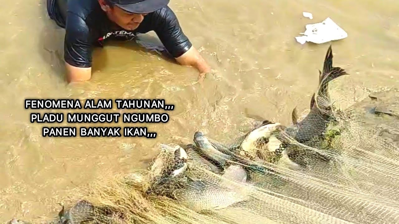 FENOMENA TAHUNAN,, PLADU MUNGGUT NGUMBO,,PANEN BANYAK IKAN PAKAI ALAT JALA