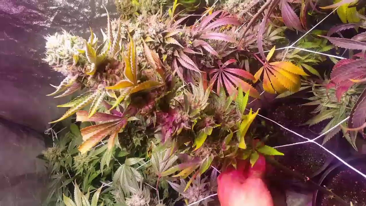 2 UDUB's Harvested