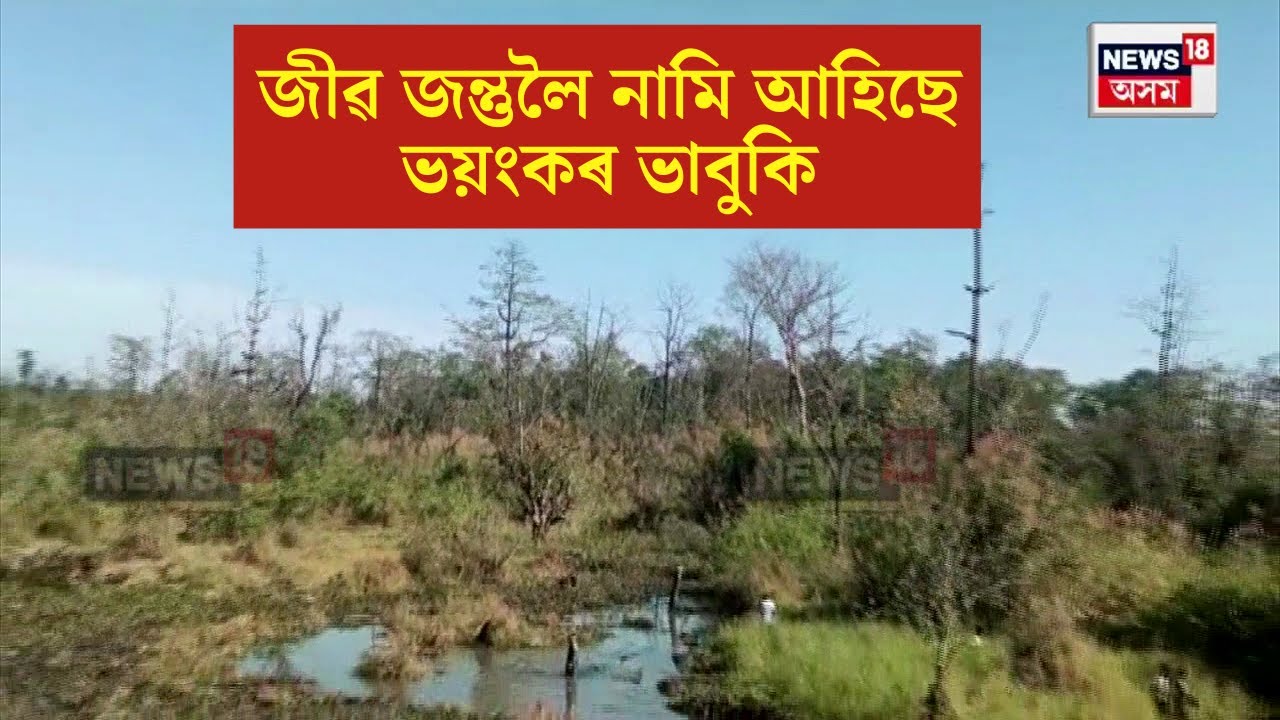 Poba Reserve Forest News : কাইছে পবা সংৰক্ষিত বনাঞ্চলৰ গছ-গছনি | N18V
