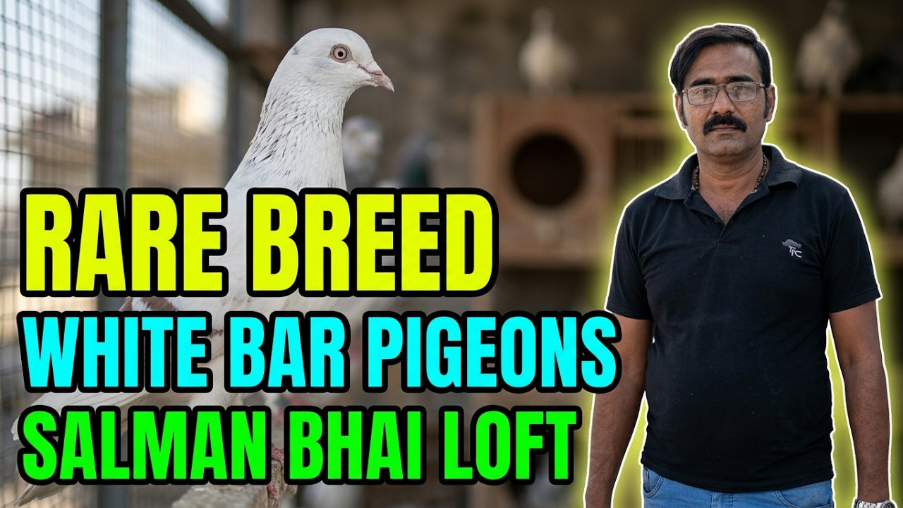 Rare Breeding White Bar Pigeons Birds Loft Salman Bhai Lalband Ghaghray Kabootar Pets Animal Videos