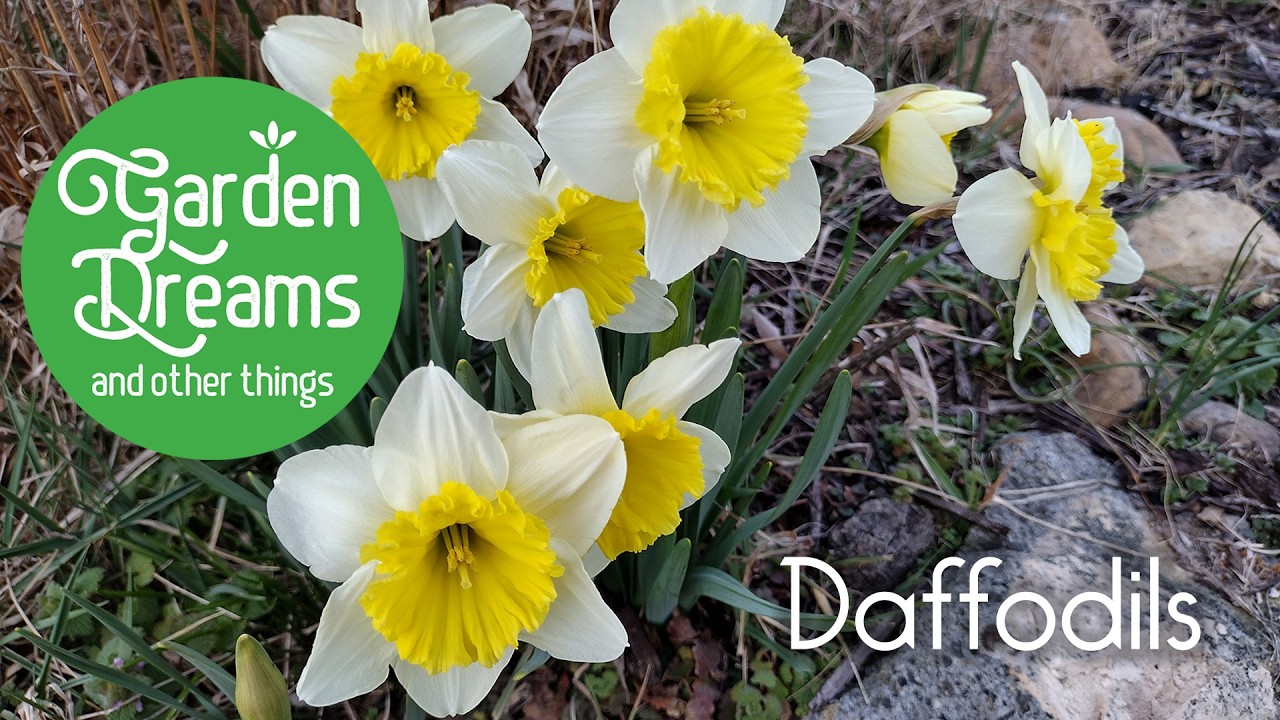 Daffodils in the Spring Garden