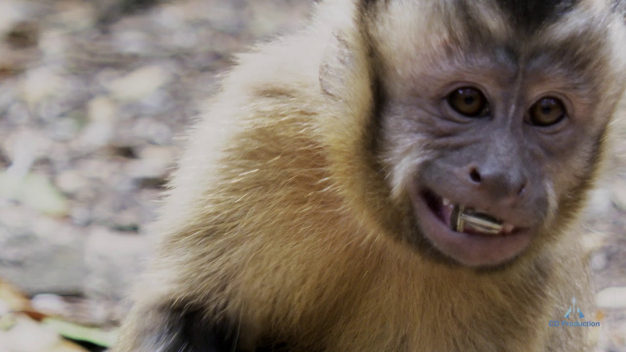 La forêt des singes- 2026