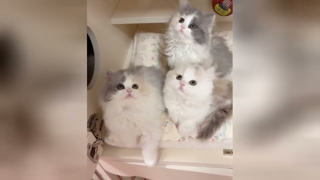 Every kitten video is a shortcut to a better mood