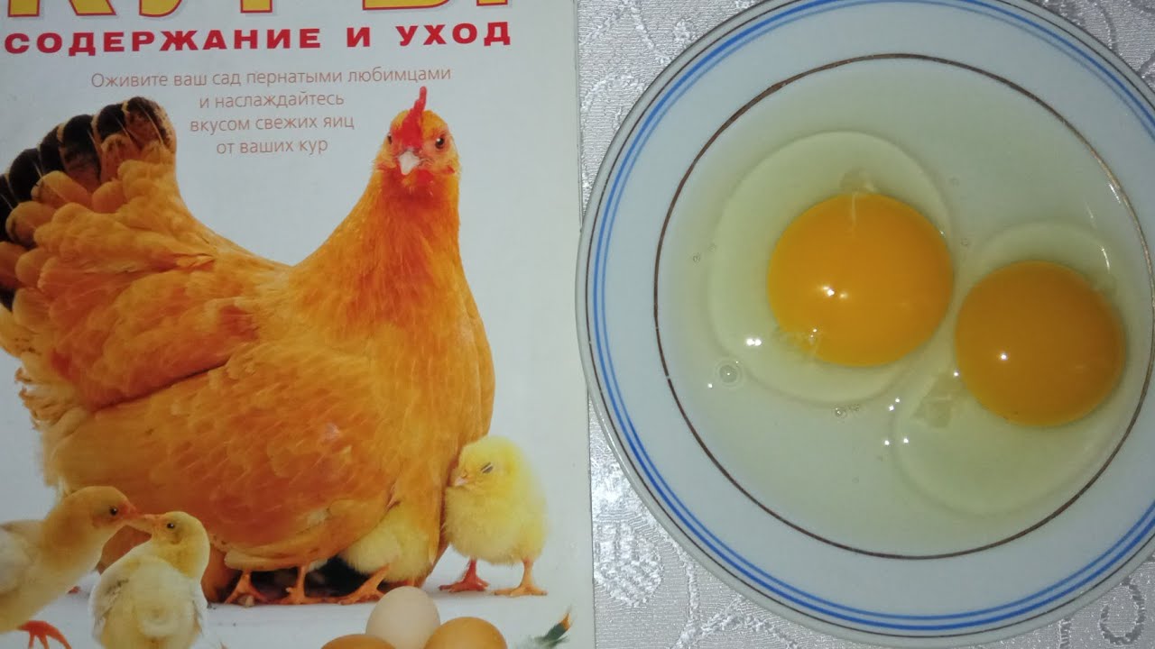 YUMURTALARIN MAYALI OLMAGINI NECE BILMEK OLAR ?