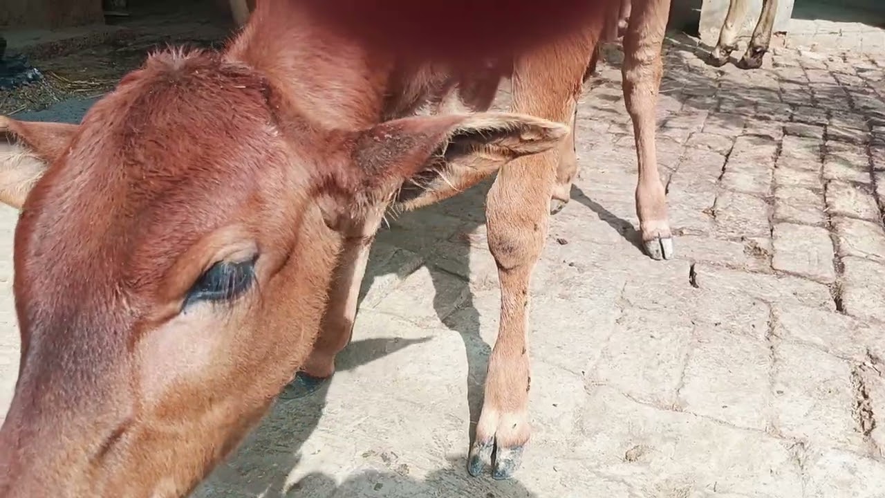 आज छुट्टी गुन्नौर बड़ी गुन्नू में बहुत तेज हो रही है लड़ाई