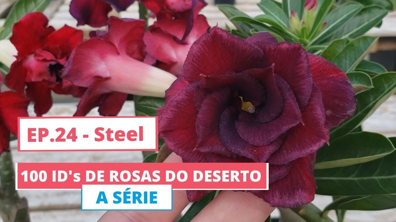 024  Steel -  Flor tripla vermelha - 100 ID's de Rosas do Deserto - A Série