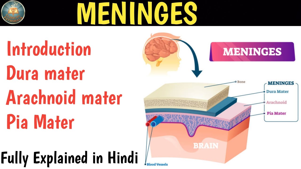 Meninges Of Brain & Spinal Cord in Hindi | Dura mater | Arachnoid mater | Pia mater 
