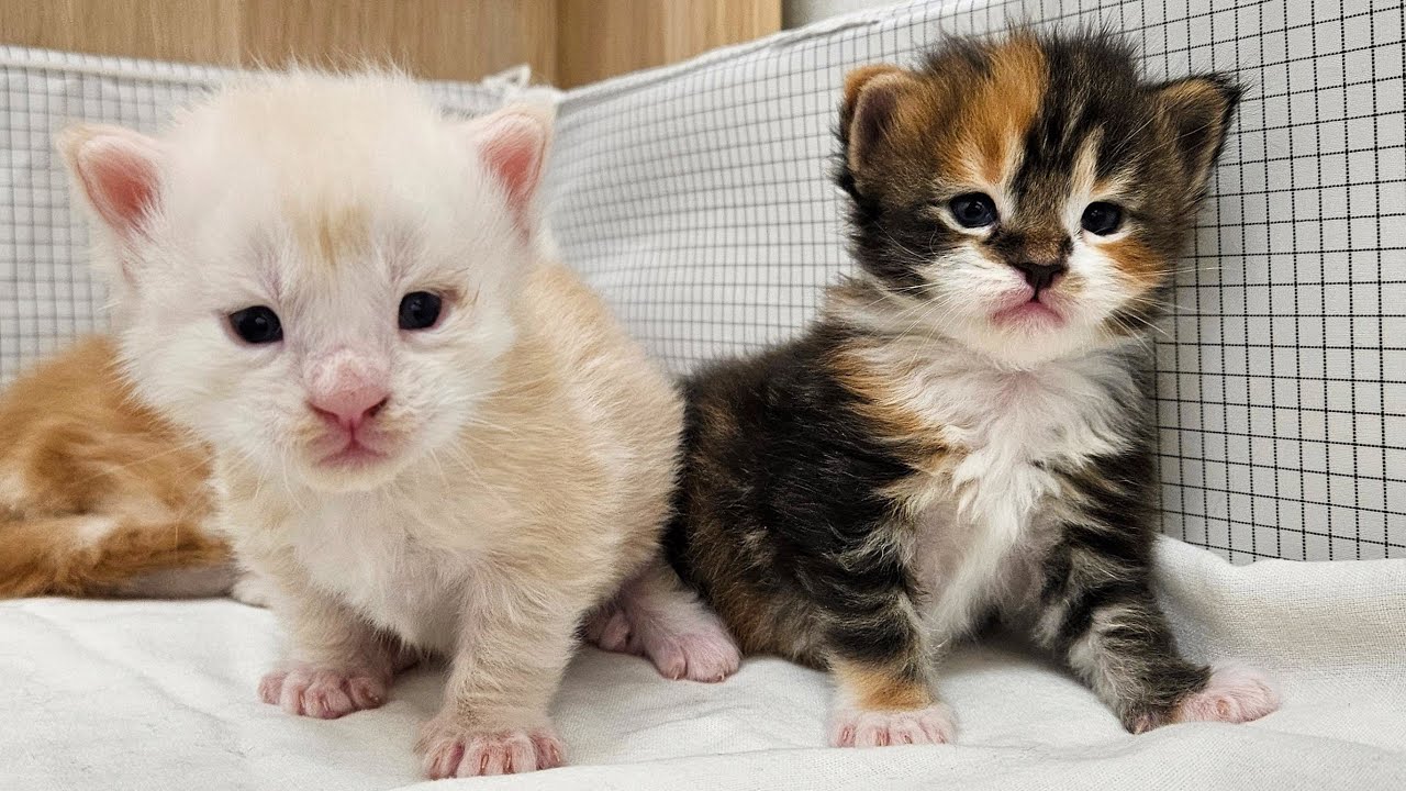 The Kittens Can Walk!